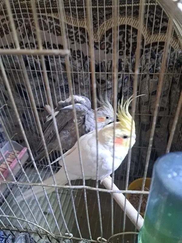 عروس هلندی|پرنده|تبریز, |دیوار