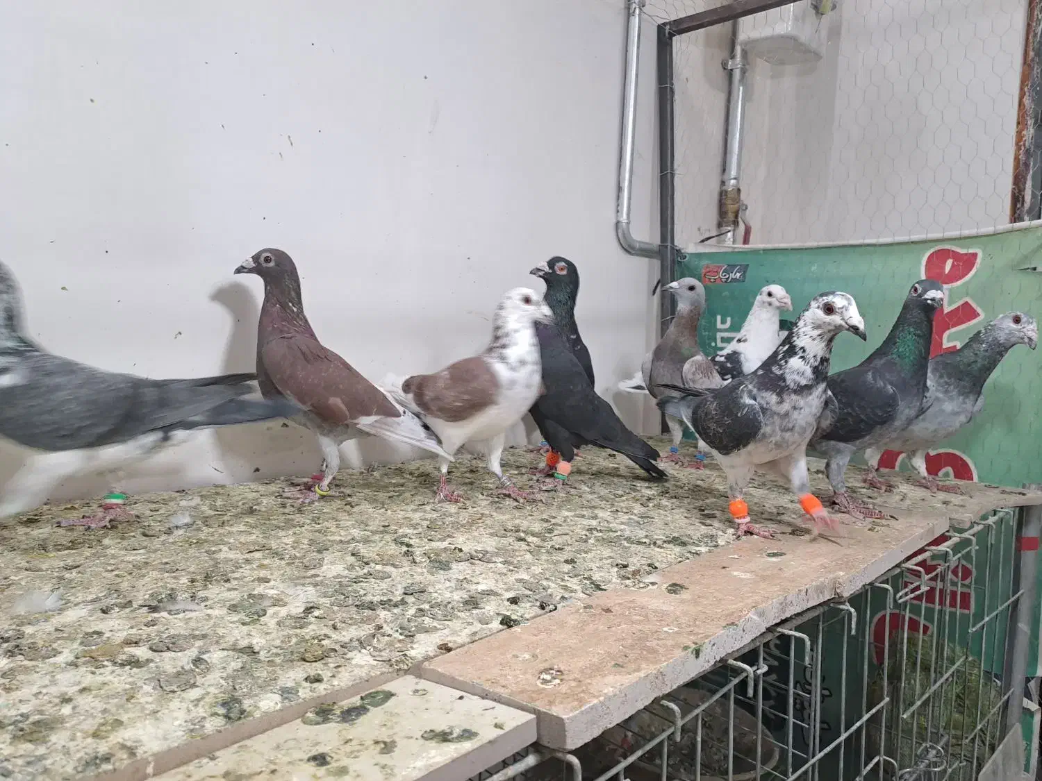 ۱۰ عدد سوسکی وسینه سفید|پرنده|گناباد, |دیوار