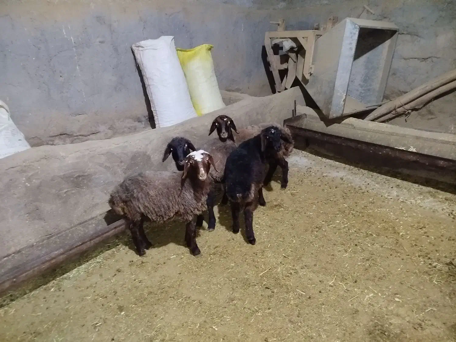 بره|حیوانات مزرعه|ساروق, |دیوار