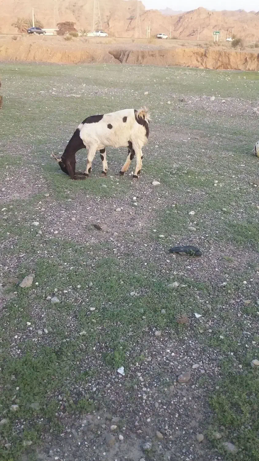 بز پاکستانی|حیوانات مزرعه|میناب, |دیوار