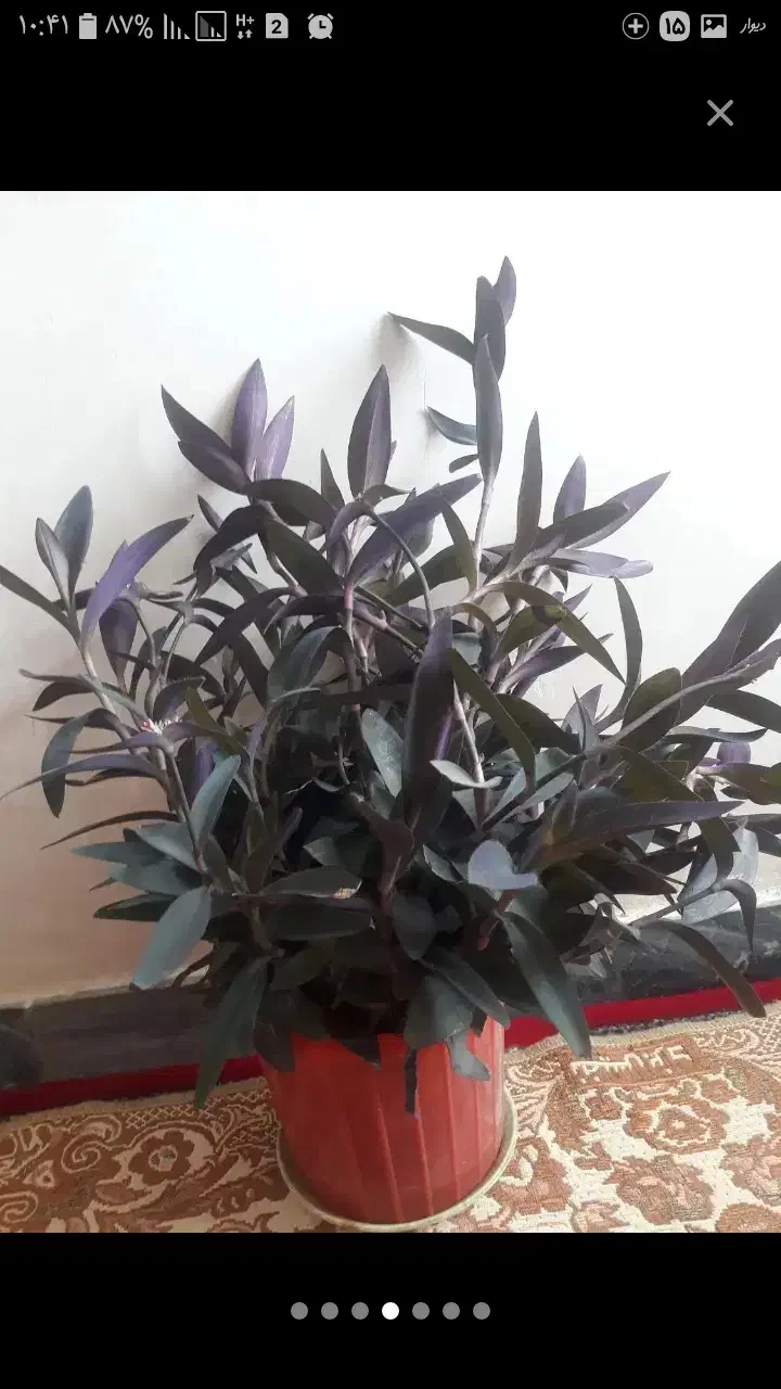 سرکه سیب|کلکسیون و سرگرمی|الشتر, |دیوار