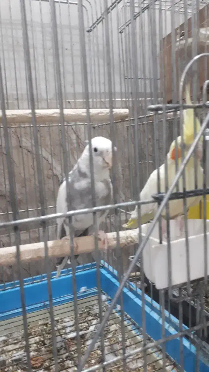 عروس هلندی|پرنده|اردکان, |دیوار