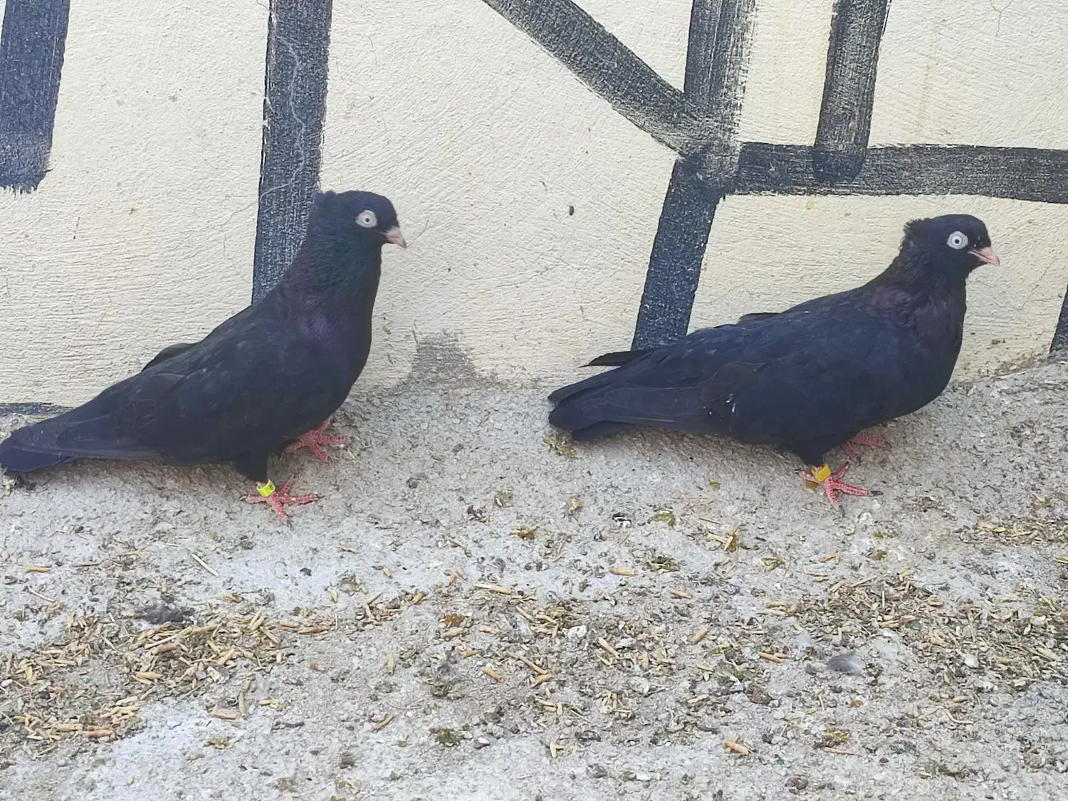 زاغ ابادنی|پرنده|خنج, |دیوار