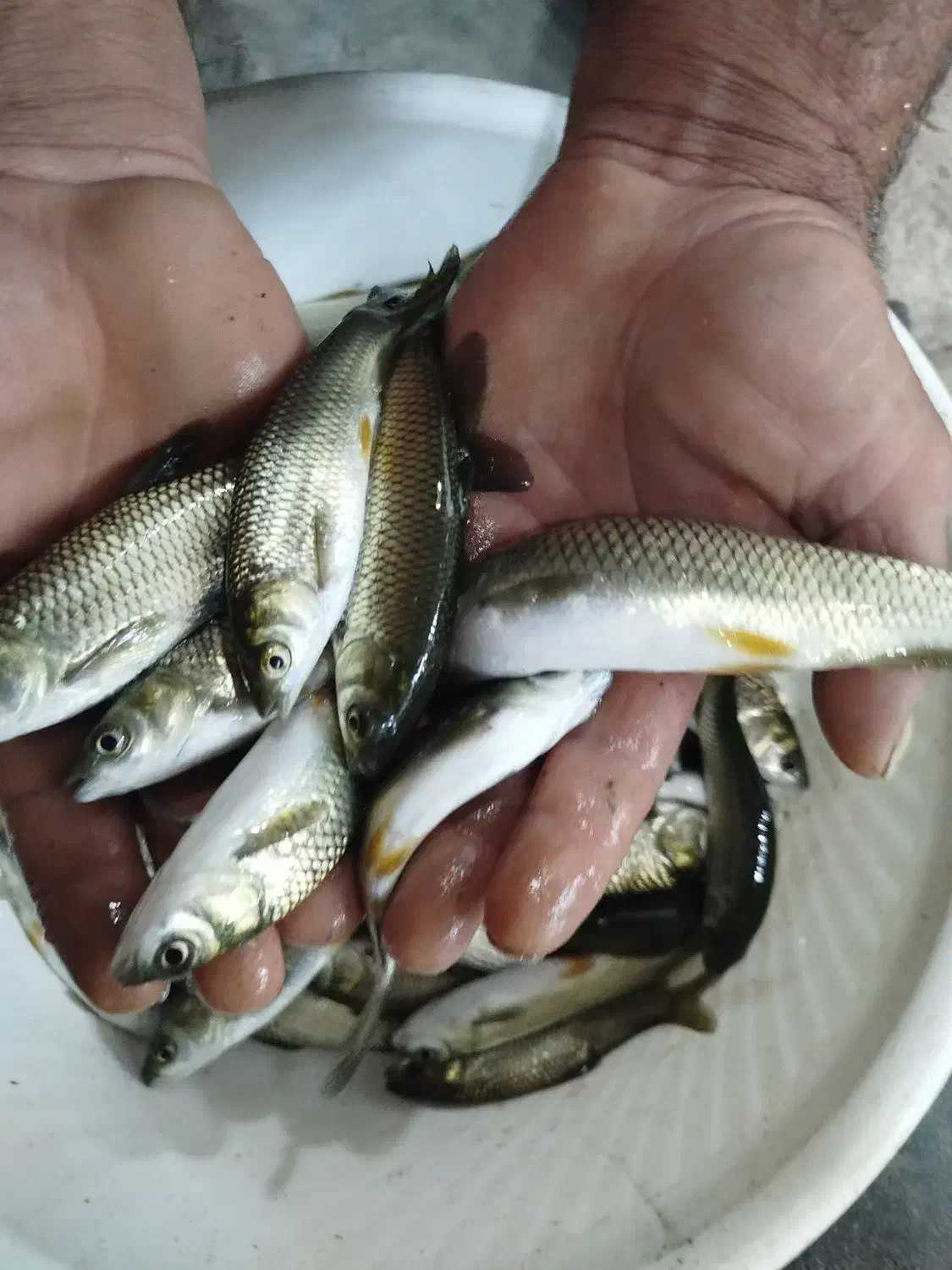 بچه ماهی کپور و آمور|عمدهفروشی|سنگر, |دیوار