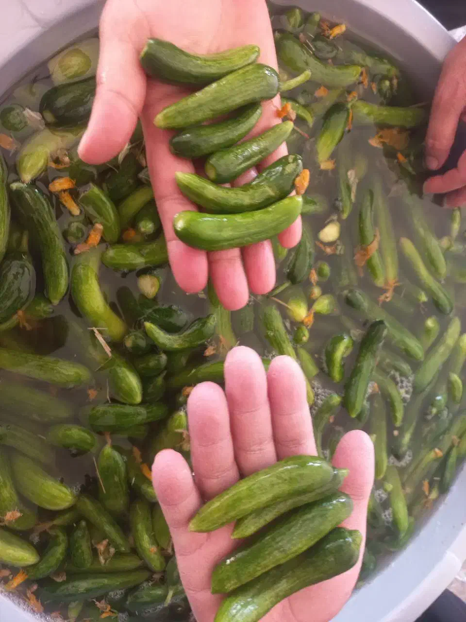 خیار شور سرکه نمکی|خوردنی و آشامیدنی|تهران, شهید فکوری|دیوار