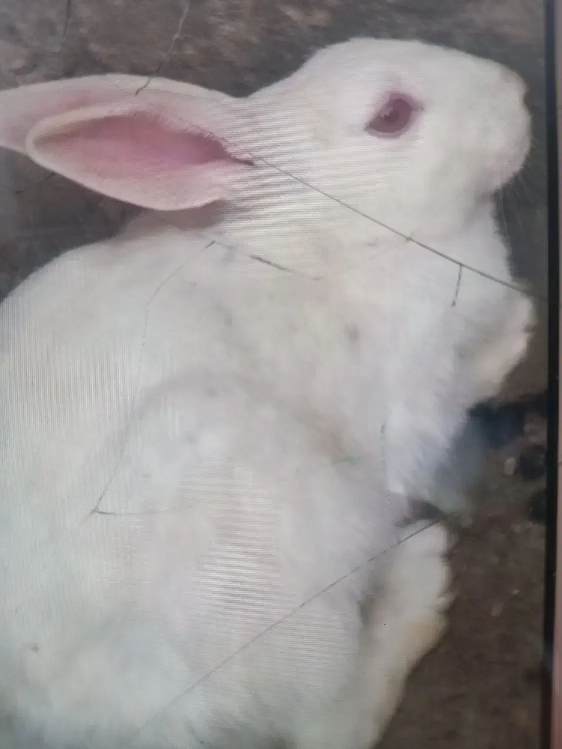 خرگوش|موش و خرگوش|رفسنجان, |دیوار