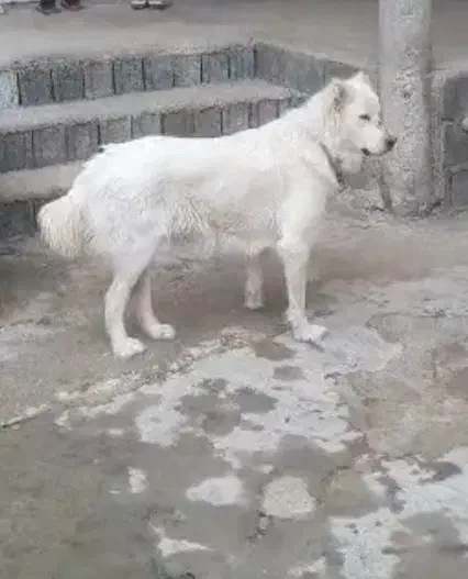 سگ نگهبان.و صحرا|سگ|شیراز, آبزنگی|دیوار