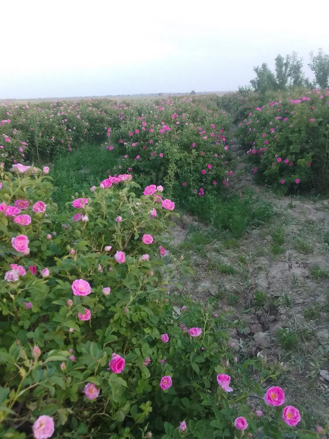 گل محمدی|خدمات باغبانی و درختکاری|اسحاق آباد, |دیوار