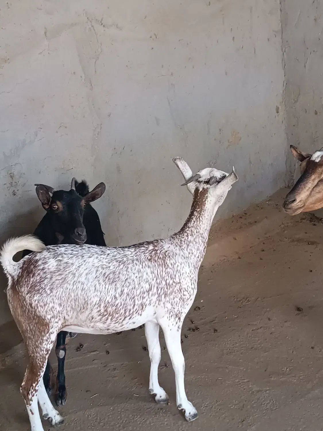 بز چاق|حیوانات مزرعه|برازجان, |دیوار