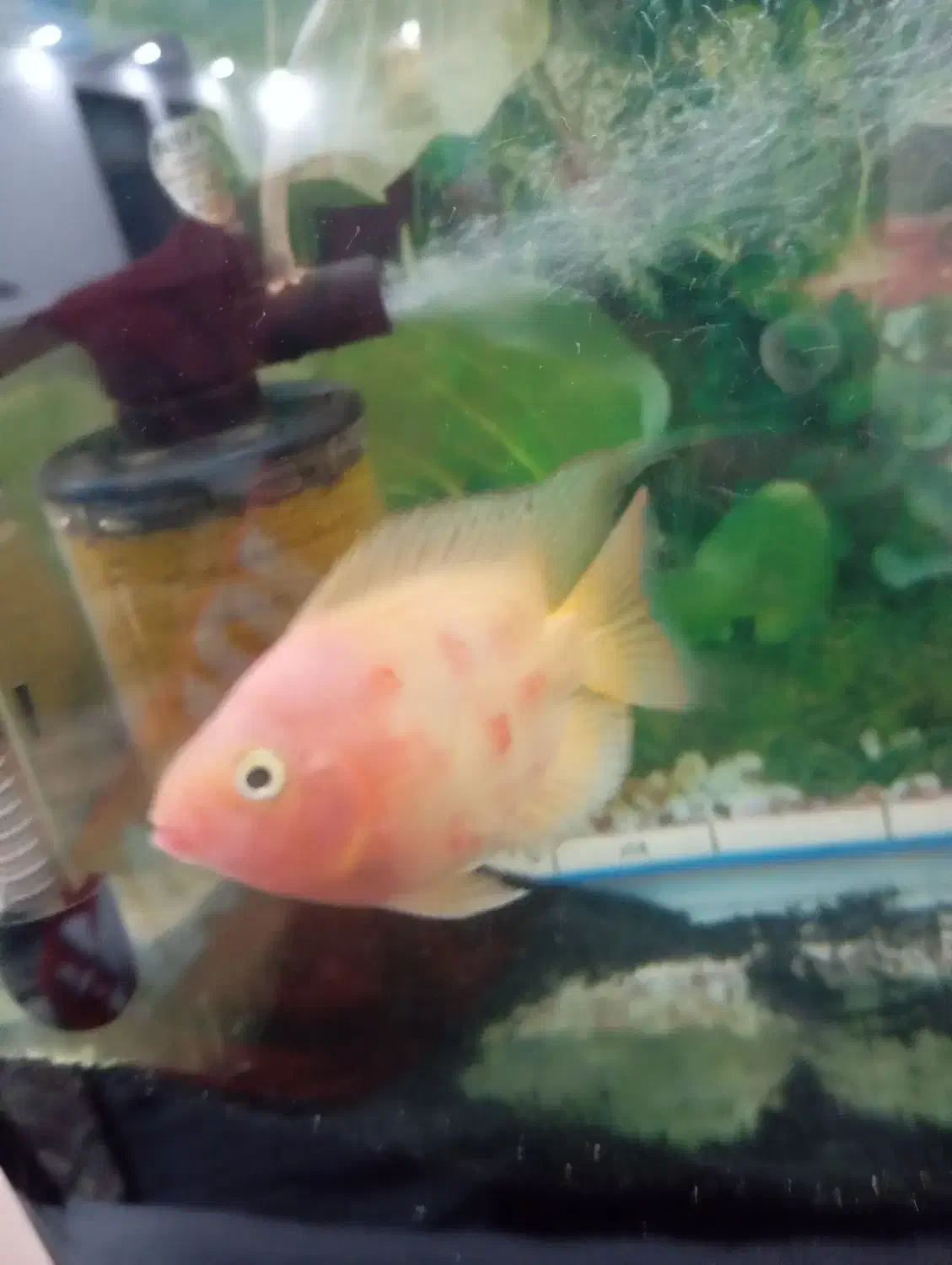 ماهی آکواریوم گوشت خوار|ماهی|زابل, |دیوار