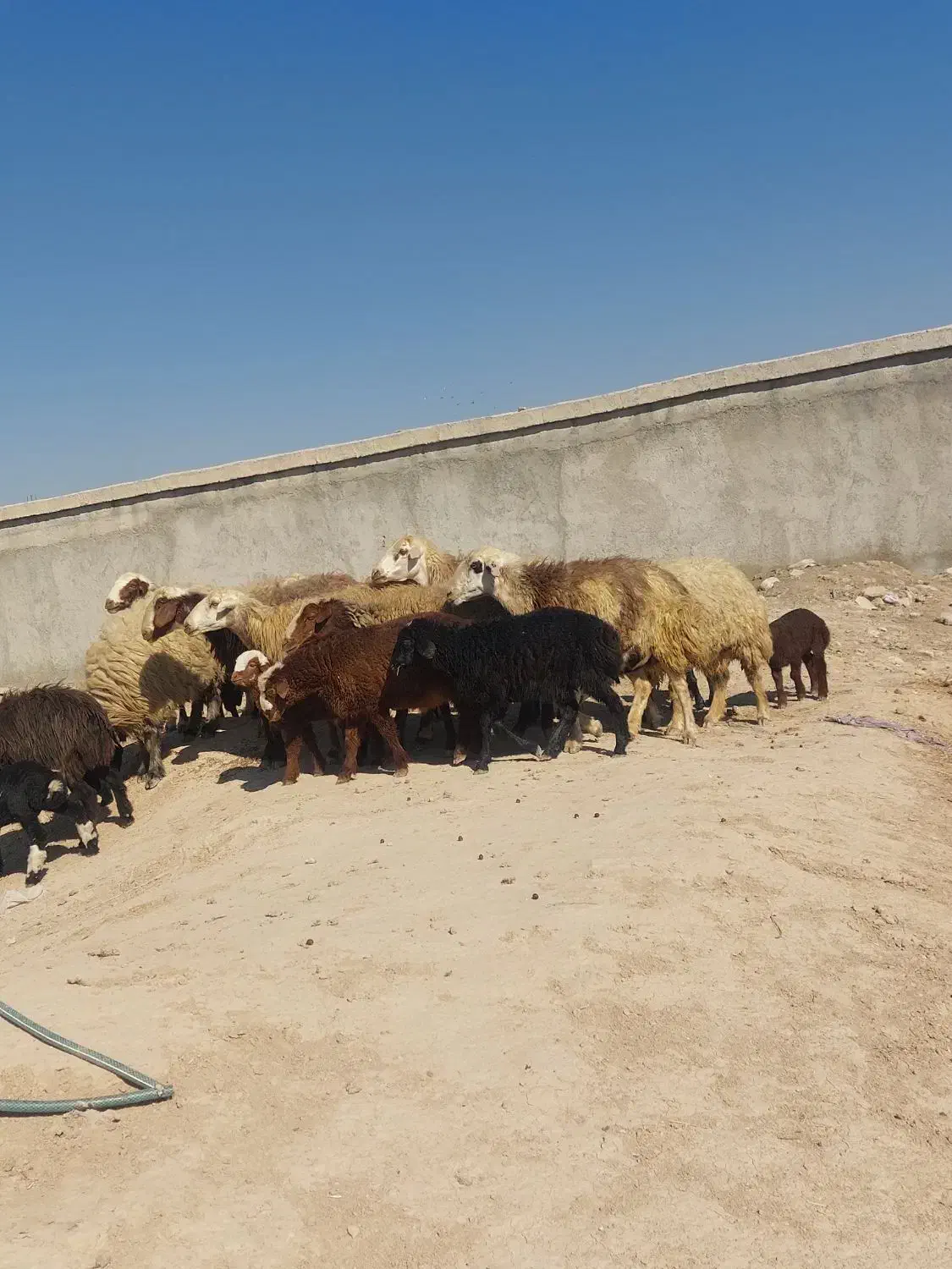 فروش ۱۳ راس میش داشتی بره دار در فیروزاباد|حیوانات مزرعه|فیروزآباد (فارس), |دیوار
