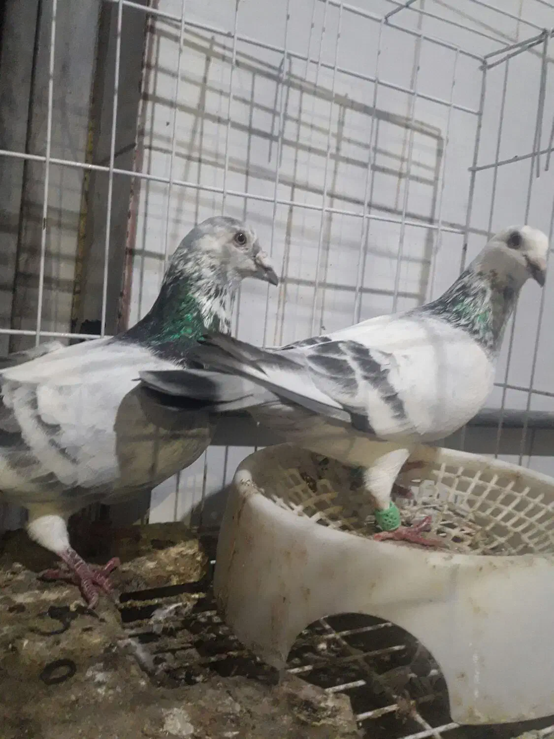 گوره|پرنده|اندیمشک, |دیوار