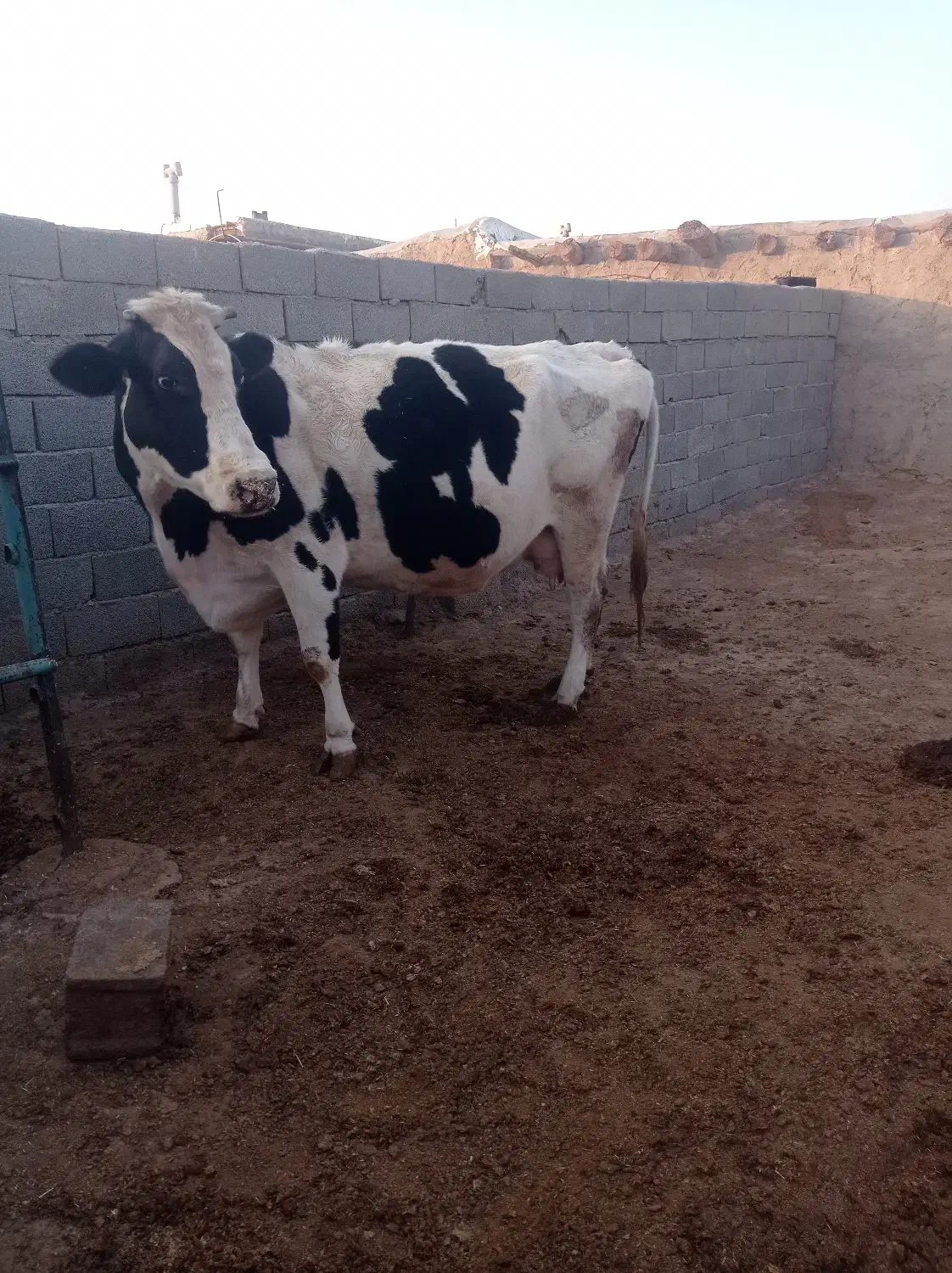 سلام کاوه هلشتاین|حیوانات مزرعه|زاویه, |دیوار