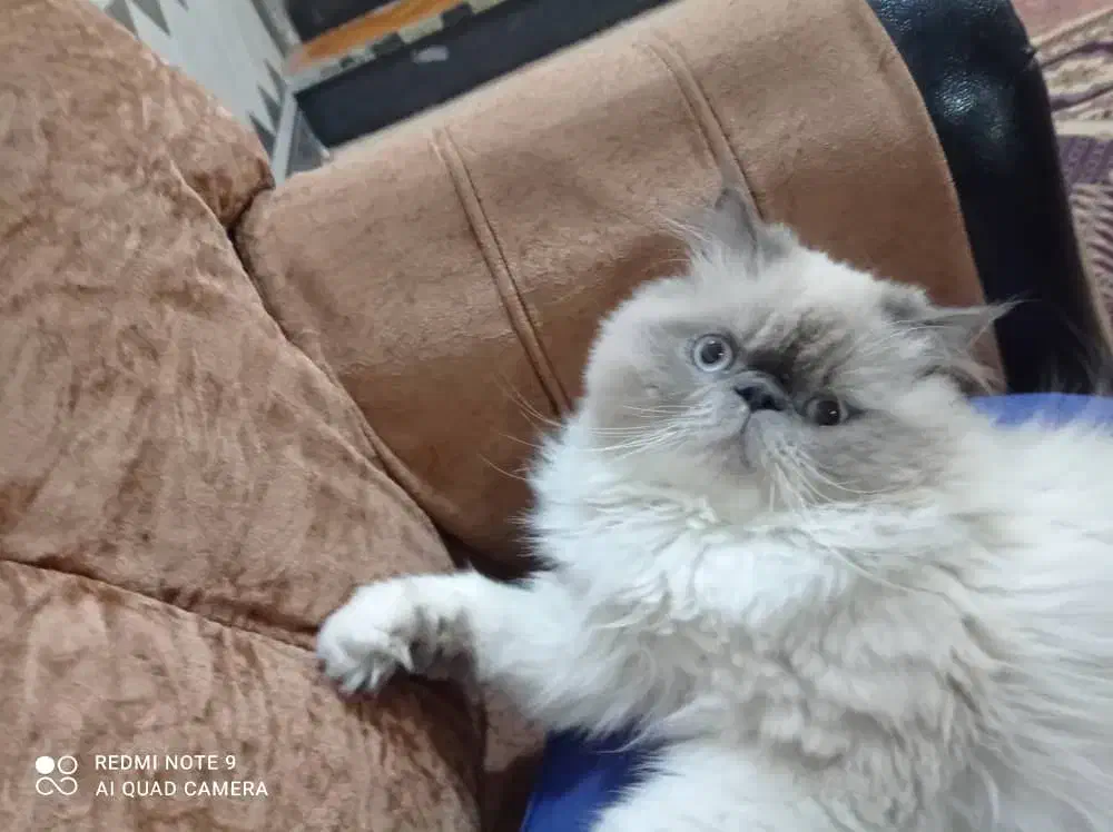 فروش گربه هیمالین پرشین|گربه|اهواز, کیانپارس |دیوار