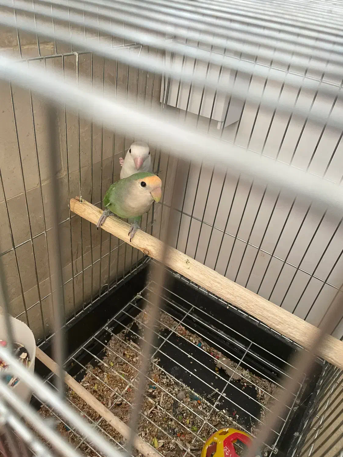 طوطی برزیلی|پرنده|مهاباد (آذربایجان غربی), |دیوار