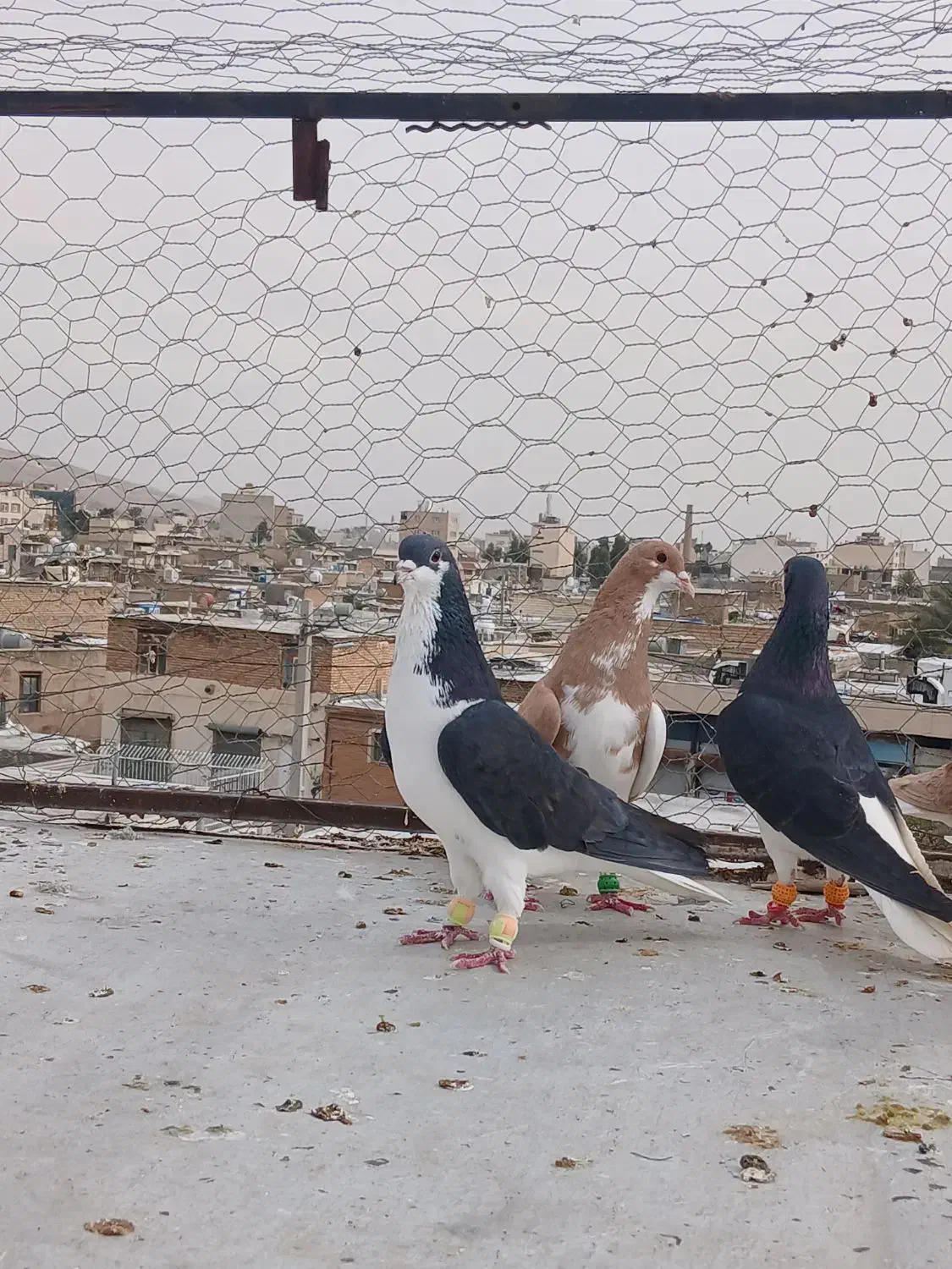 شهری|پرنده|شیراز, شهرک بهار|دیوار