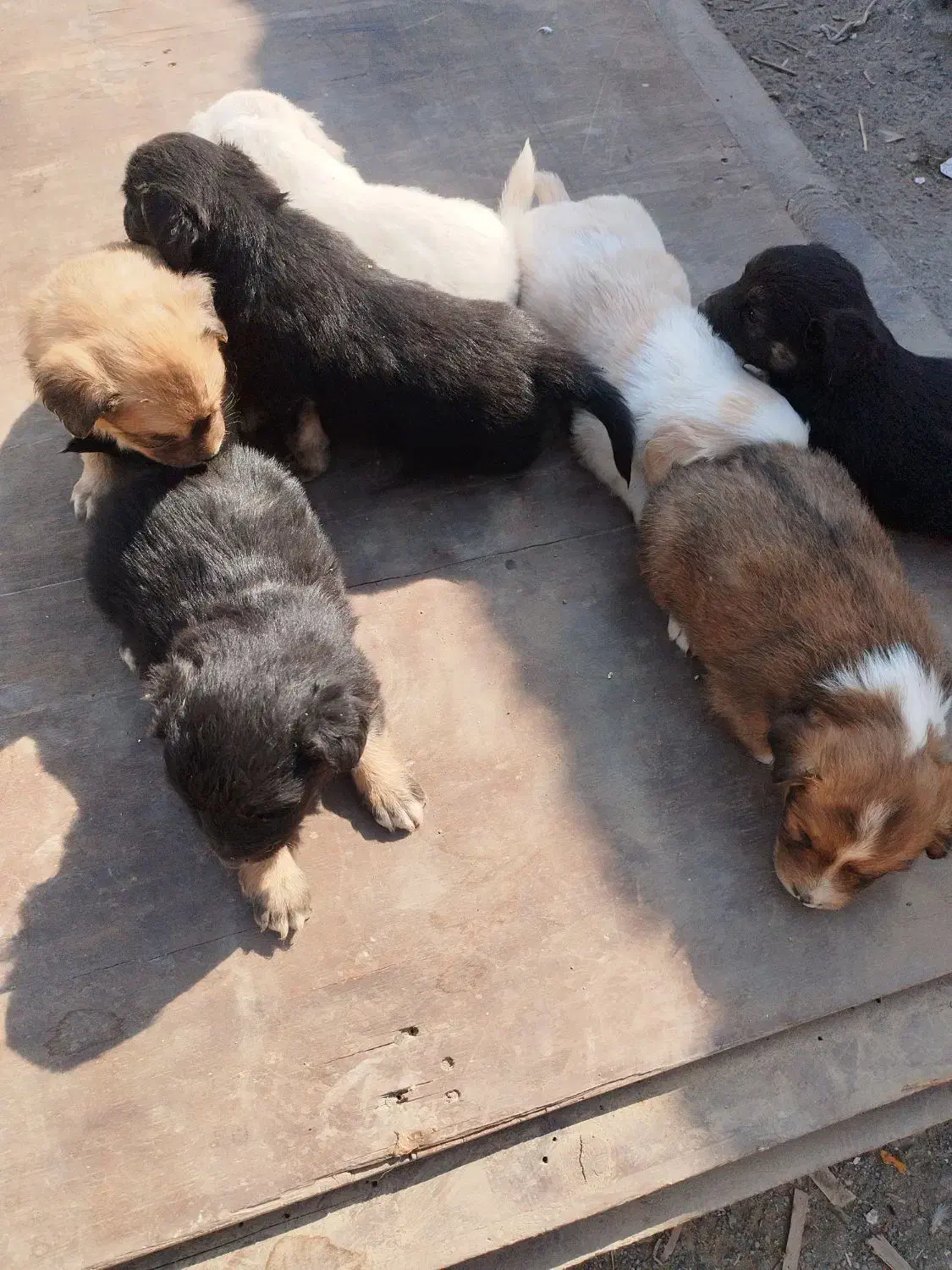 سلام به  عزیز تعداد هفت توله سگ به فروش میرسد|سگ|قدس, شهر‌قدس|دیوار