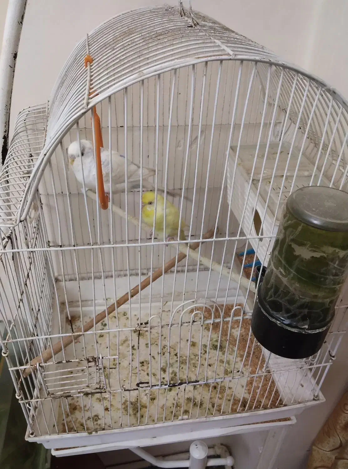 مرغ عشق هلندی|پرنده|اهواز, کیانپارس |دیوار