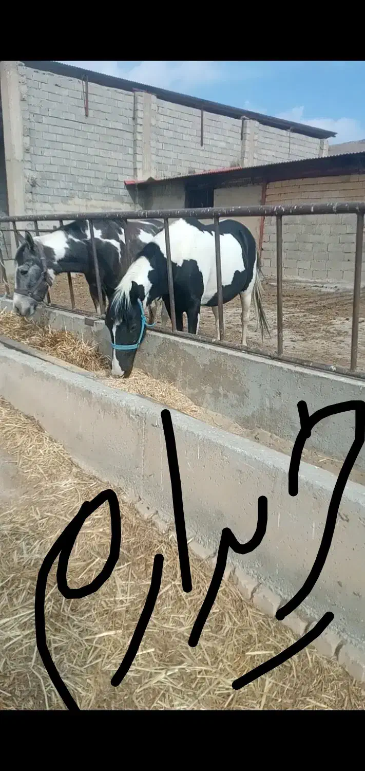 اسب|اسب و تجهیزات اسب‌سواری|شهرکرد, |دیوار