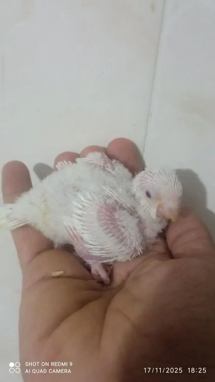 جوجه راهب|پرنده|خمینیشهر, |دیوار