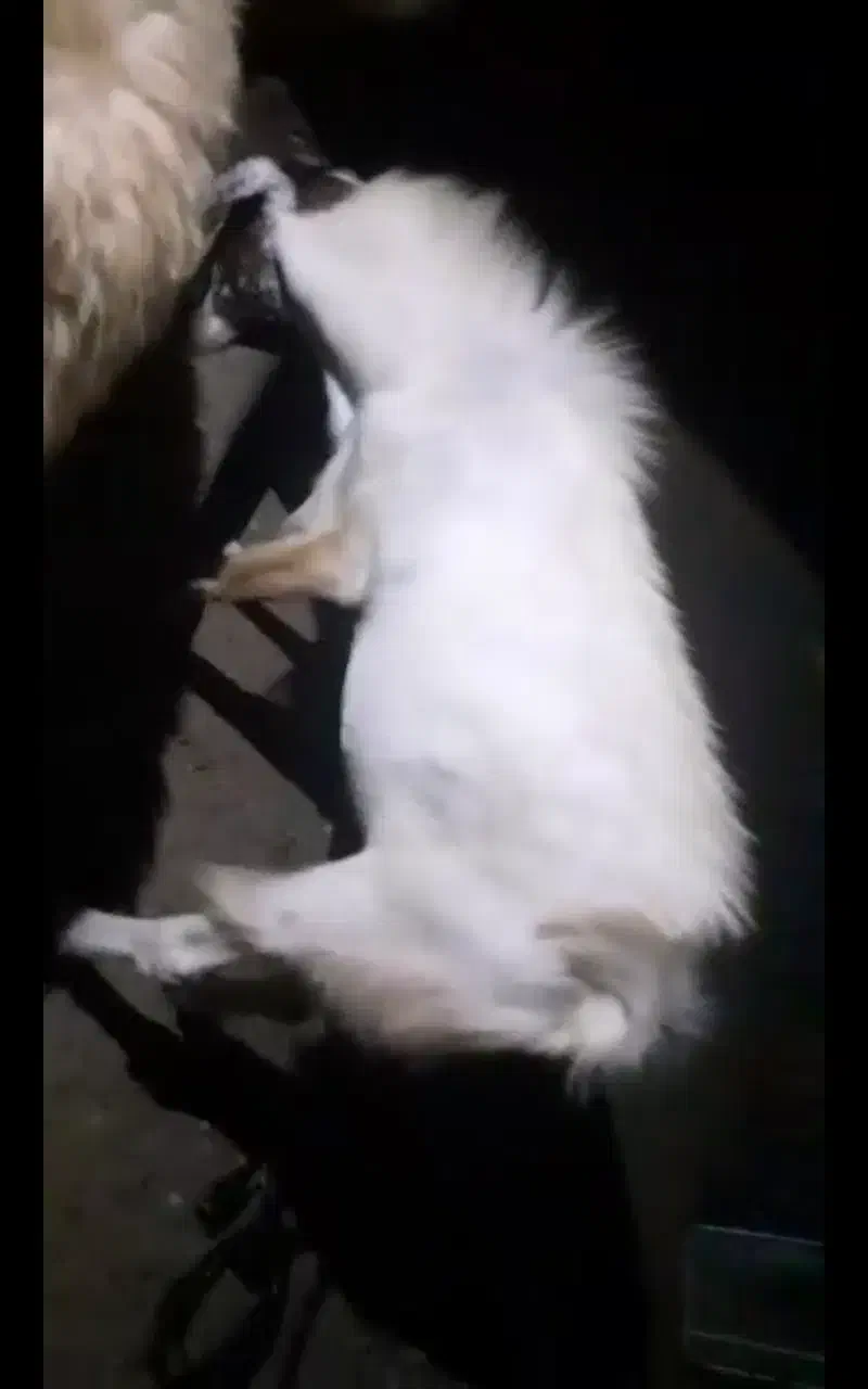 فروش فوری چاخ سرحال|حیوانات مزرعه|منوجان, |دیوار