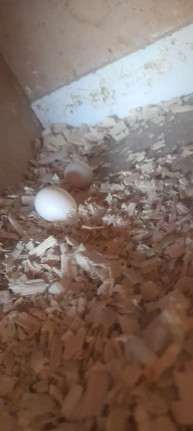 عروس هلندی مولد|پرنده|خان ببین, |دیوار