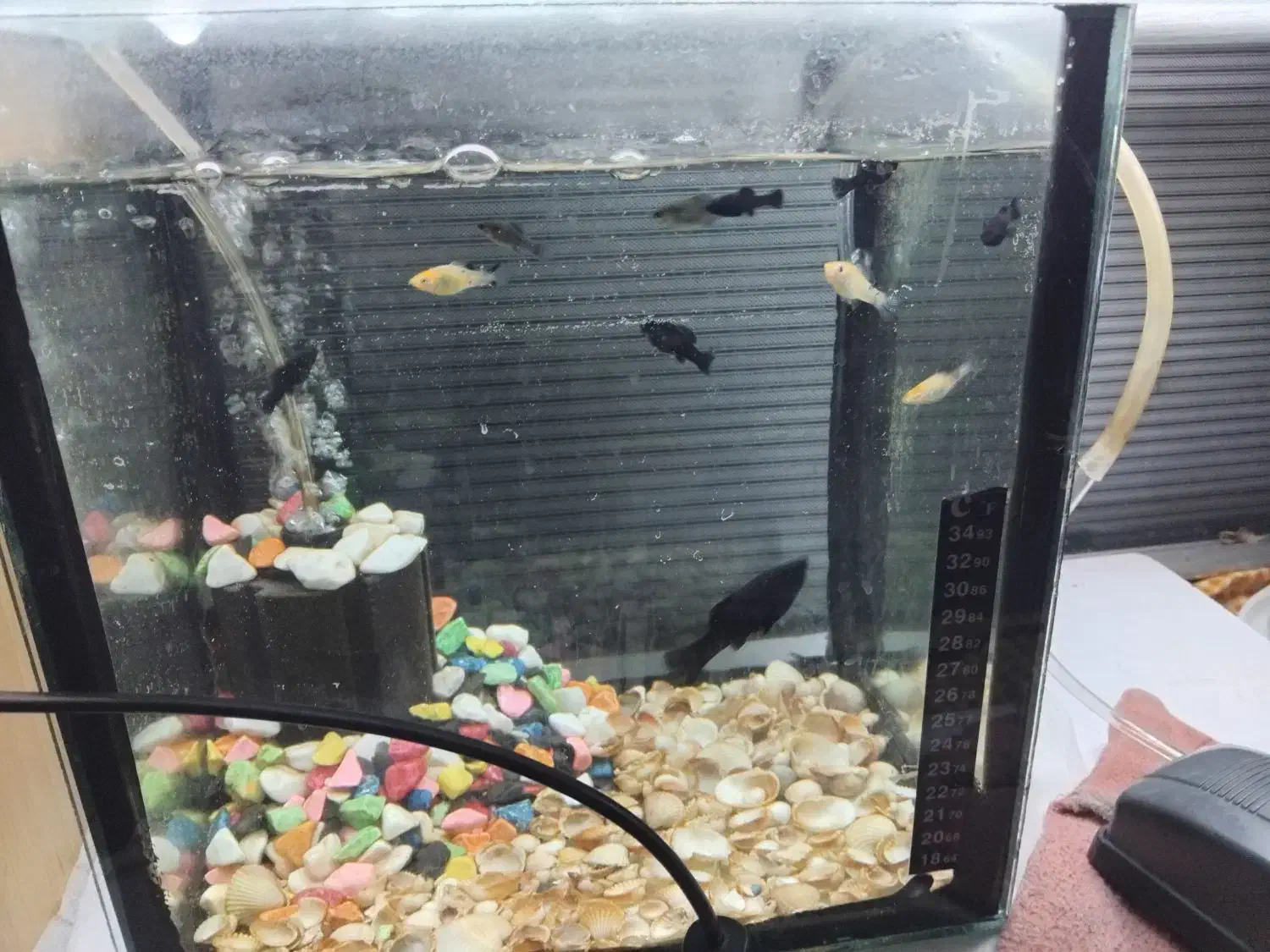 ماهی گوپی|ماهی|صوفیان, |دیوار