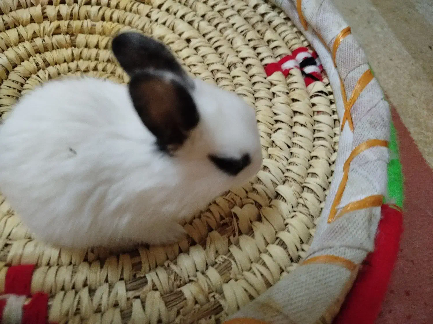 بچه خرگوش کیوت|موش و خرگوش|دزفول, |دیوار