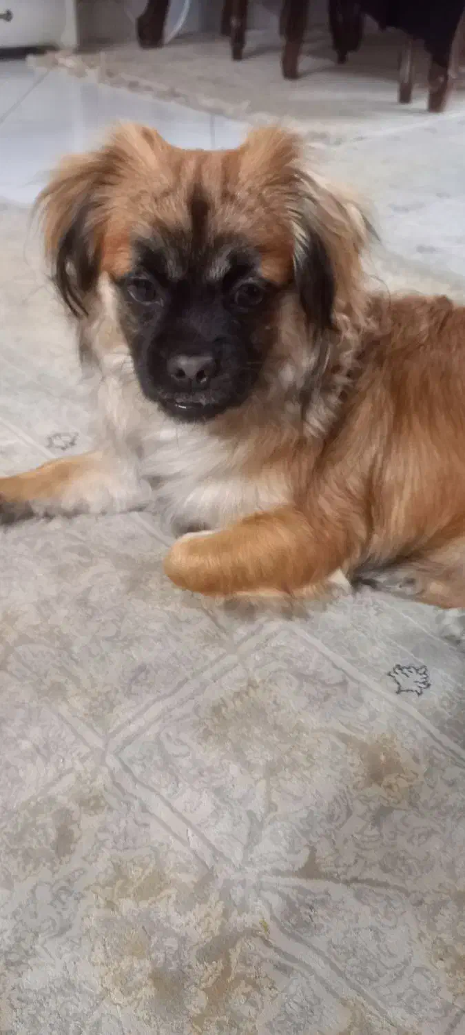 سگ ماده  ۷ ماهه|سگ|پرند, فاز ۴|دیوار