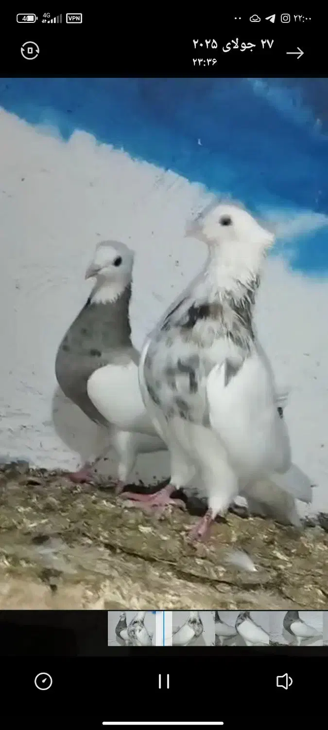 کبوتر رنگی گردن|پرنده|دینور, |دیوار