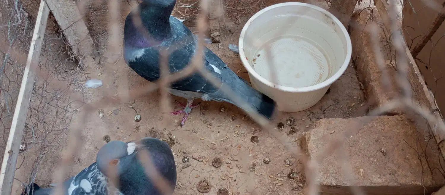 همش با هم مامله با یک جفت دم چتری|پرنده|کازرون, |دیوار