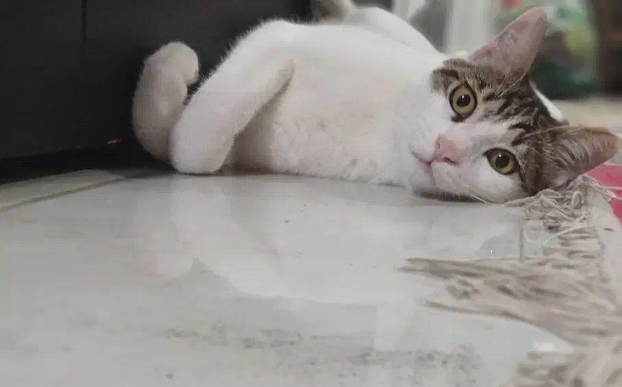 واگذاری گربه dsh نر|گربه|رشت, شهریاران|دیوار