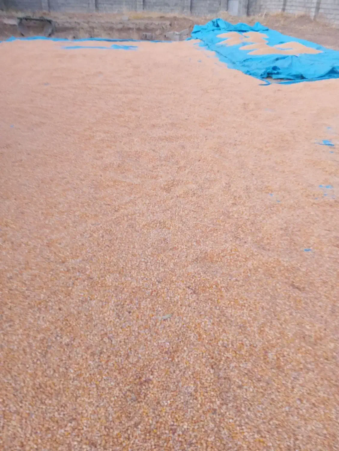 ذرت دانهای|عمدهفروشی|صحنه, |دیوار