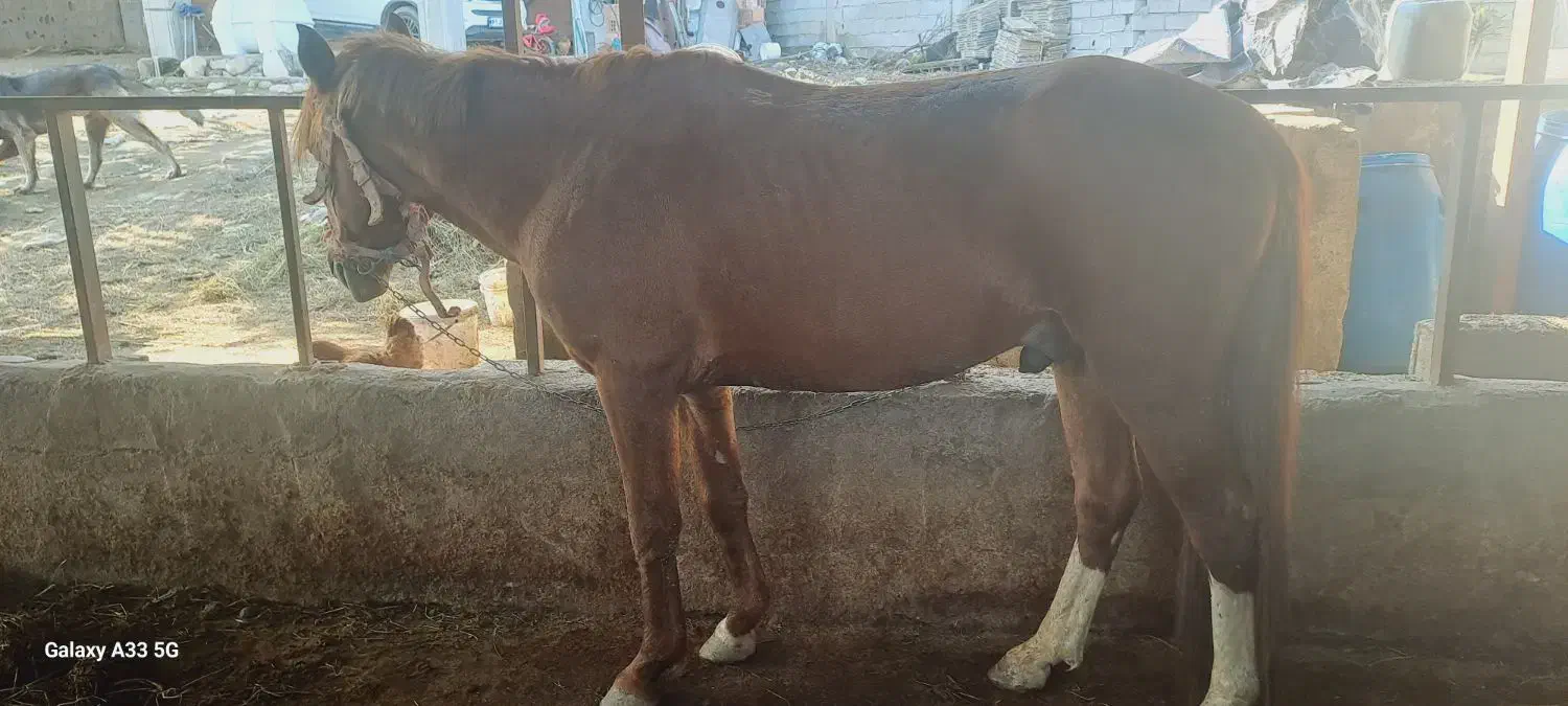 فروش اسب باری سالم|اسب و تجهیزات اسبسواری|بابکان, |دیوار