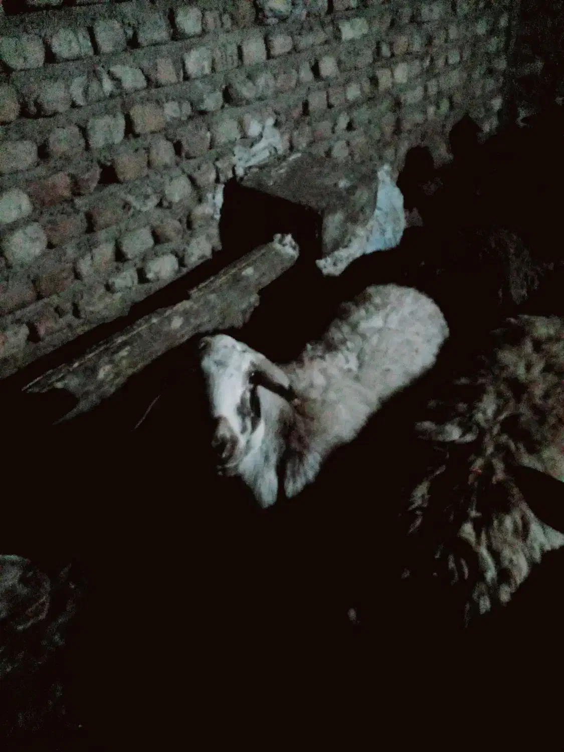 سلام ی راس میش ابستن|حیوانات مزرعه|زرین دشت (همدان), |دیوار