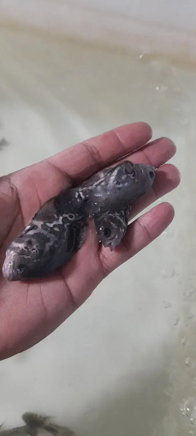 ماهی اسکارتایگر،پرت پلار|ماهی|کاشمر, |دیوار