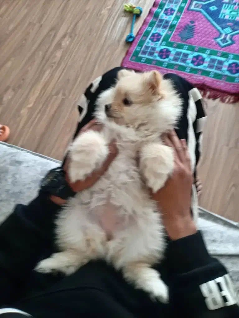 دو عدد توله پامرین خرسی سفید و قهوه ای|سگ|تهران, جمال‌زاده|دیوار