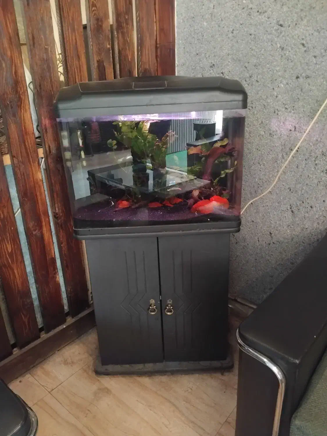 آکواریوم|ماهی|قم, الوندیه و گذر صادق|دیوار