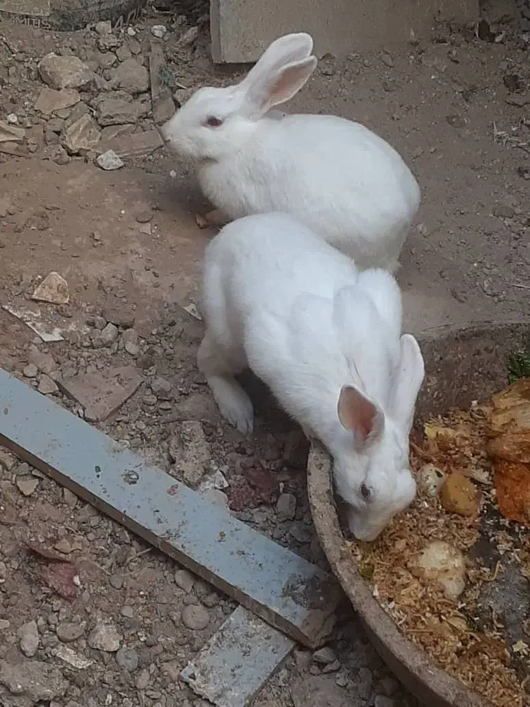 خرگوش|موش و خرگوش|بندر گناوه, |دیوار