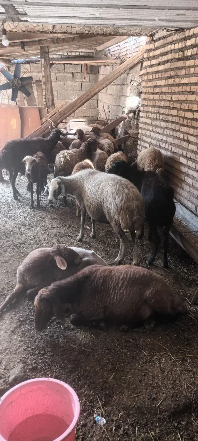 فروش گوسفند ابست وبره ریز درشت نرو ماده|حیوانات مزرعه|رامیان, |دیوار