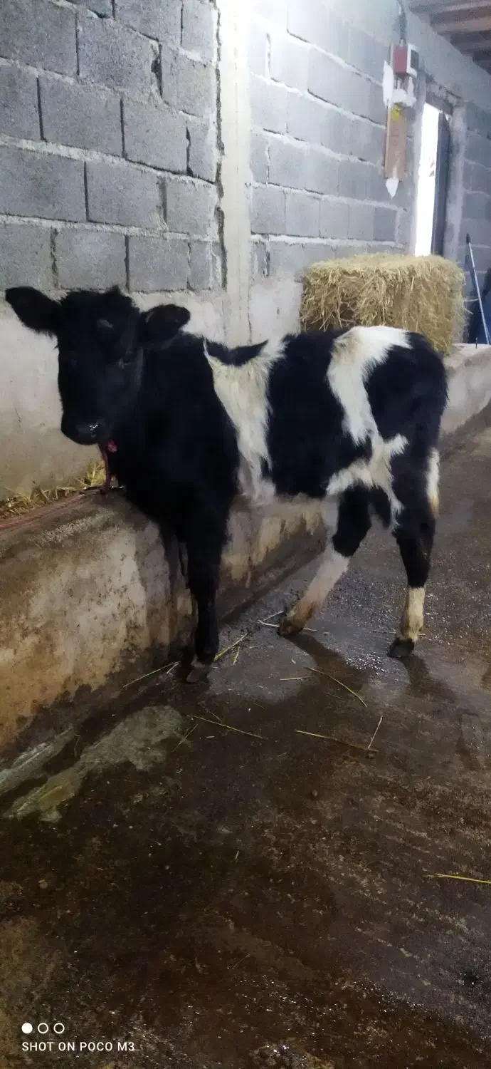 گوساله ماده گیل دورگ|حیوانات مزرعه|سیاهکل, |دیوار