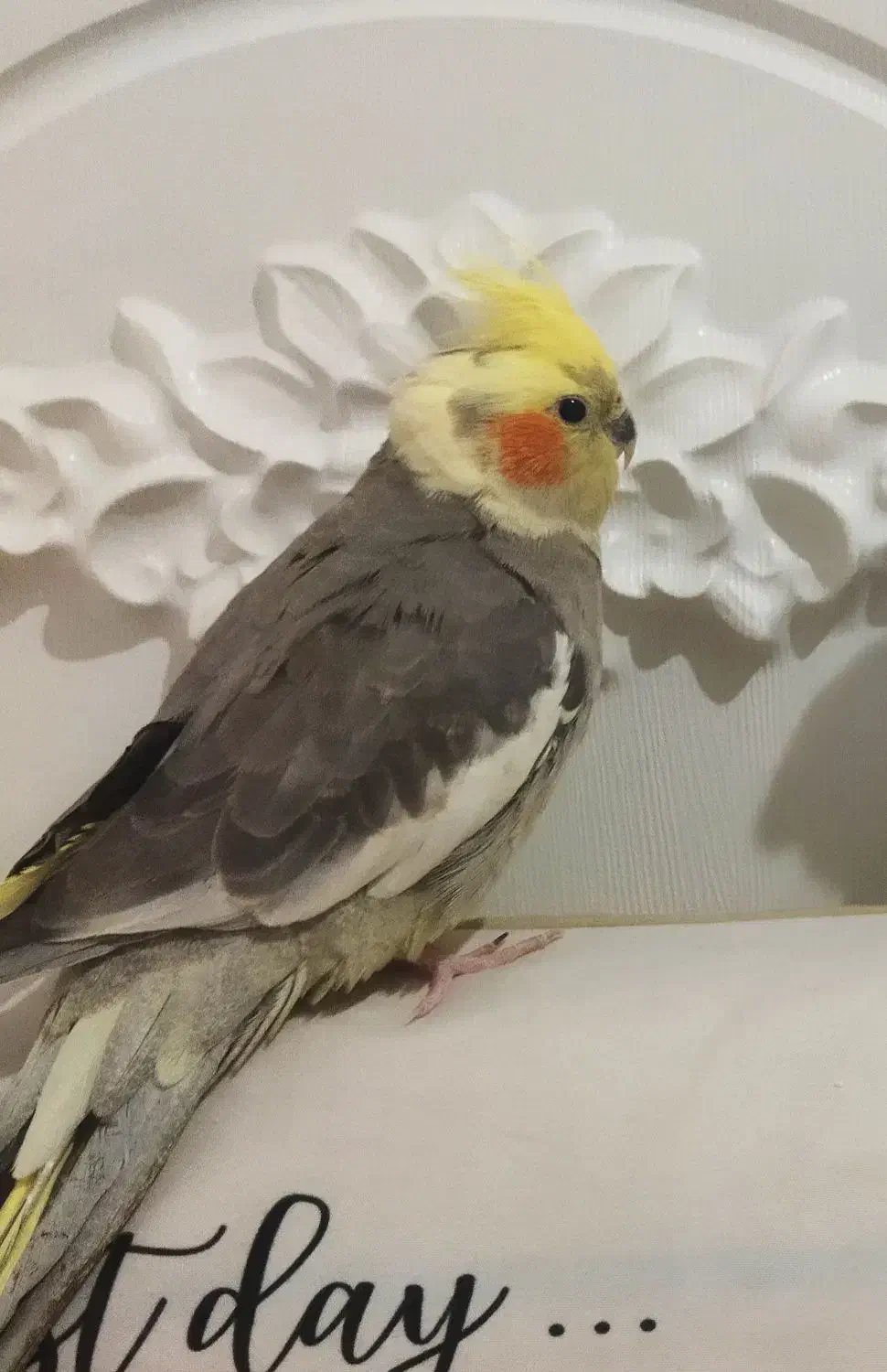 گمشده|پرنده|مرودشت, دولت آباد|دیوار