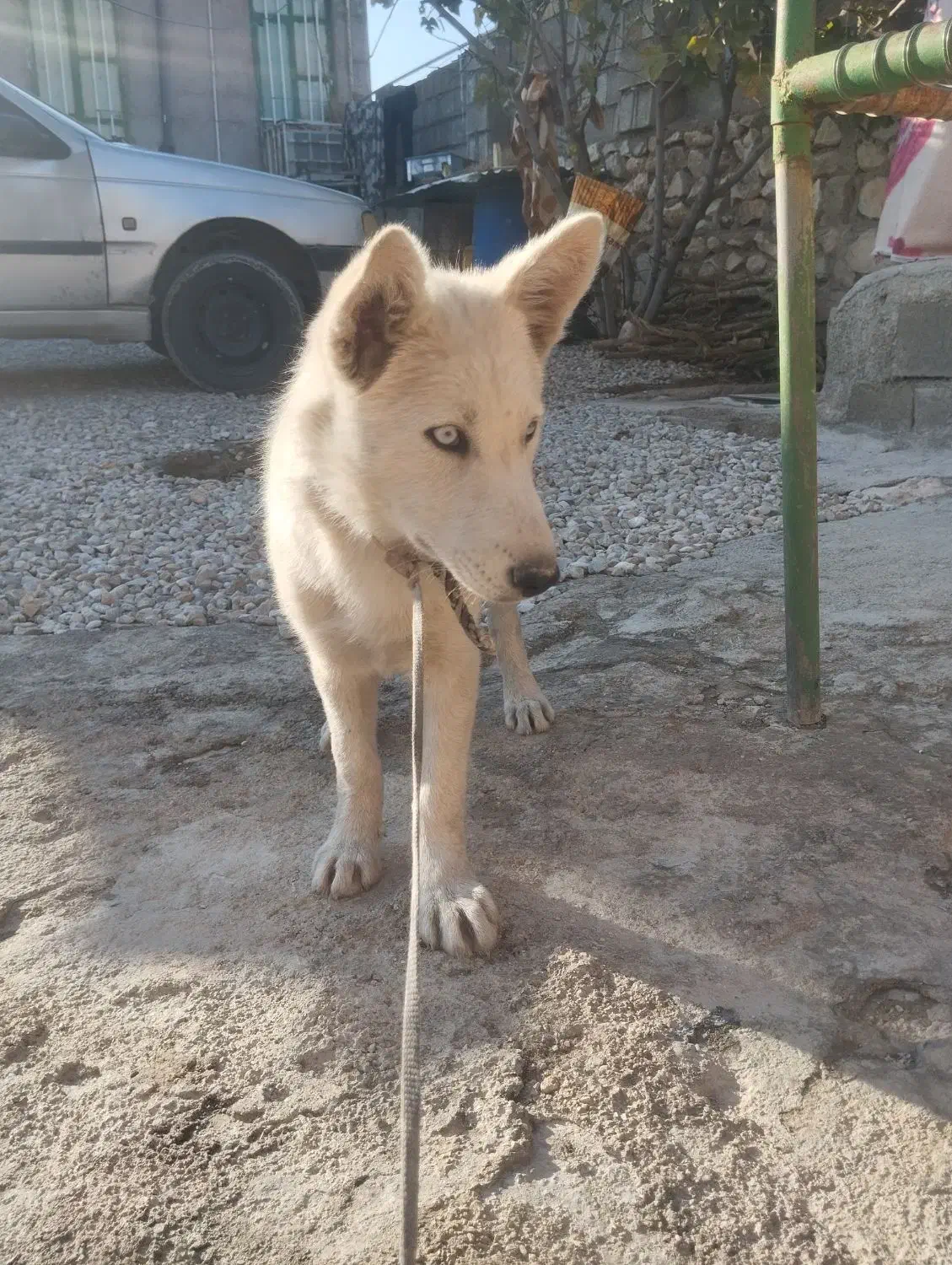 توله سگ هاسکی|سگ|چرام, |دیوار