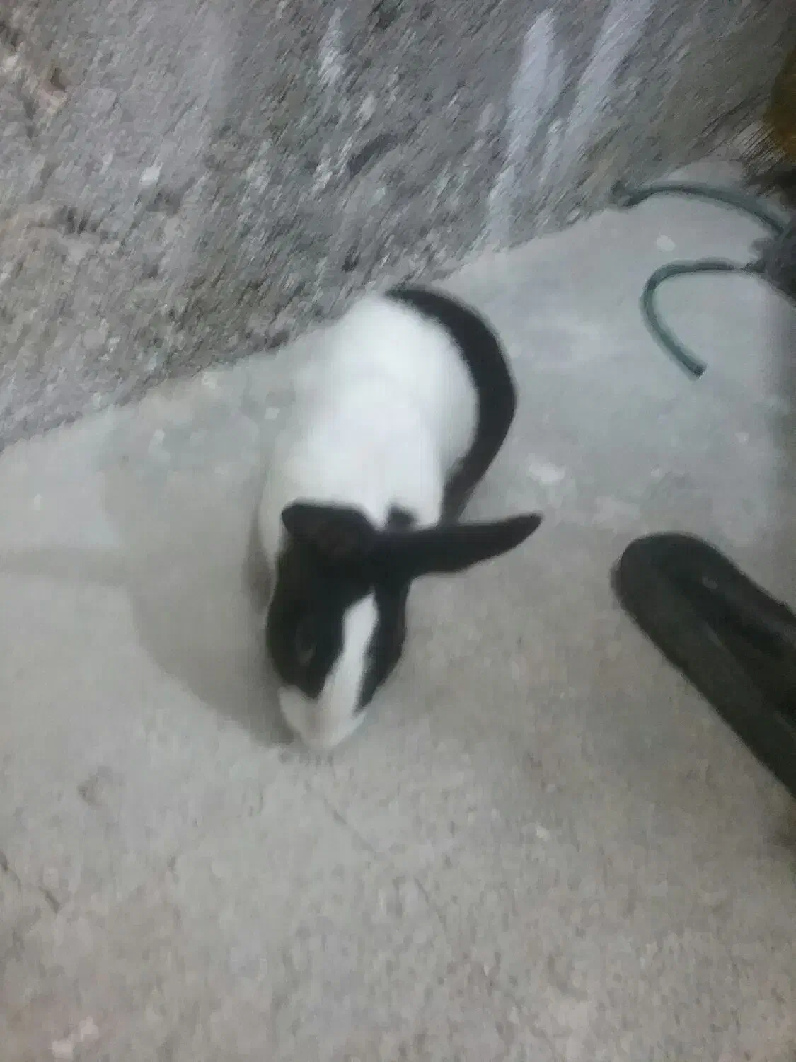 خرگوش|موش و خرگوش|اندیکا, |دیوار