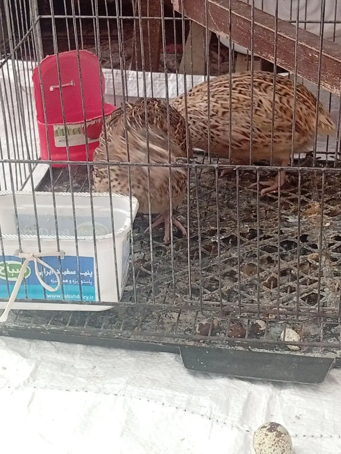 دو عدد بلدرچین ماده تخم گذار فقط 140|حیوانات مزرعه|کاشمر, |دیوار