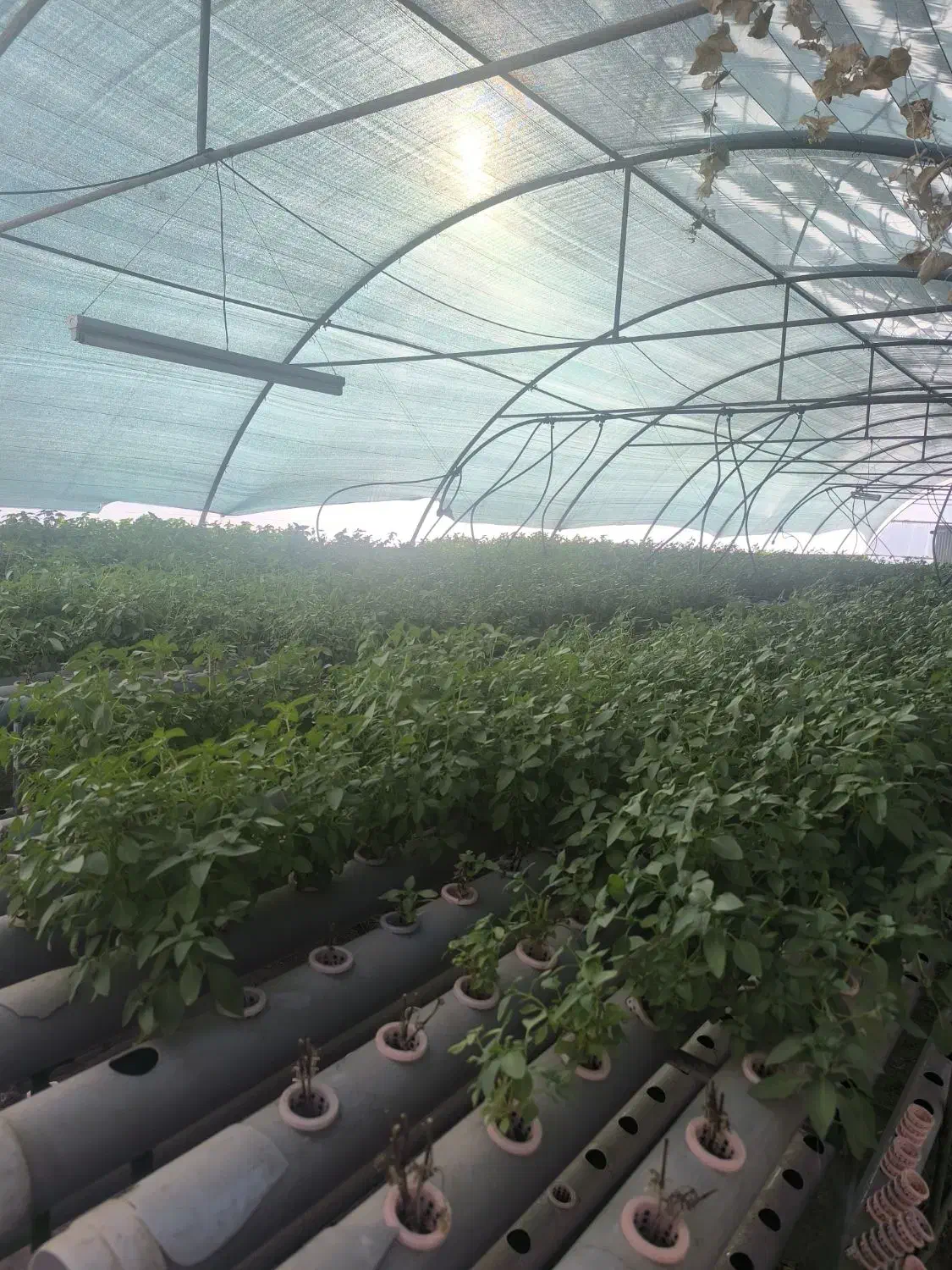 تجهیزات کشت هیدروپونیک و بستر کشت|خدمات باغبانی و درختکاری|مشهد, سازمان آب|دیوار