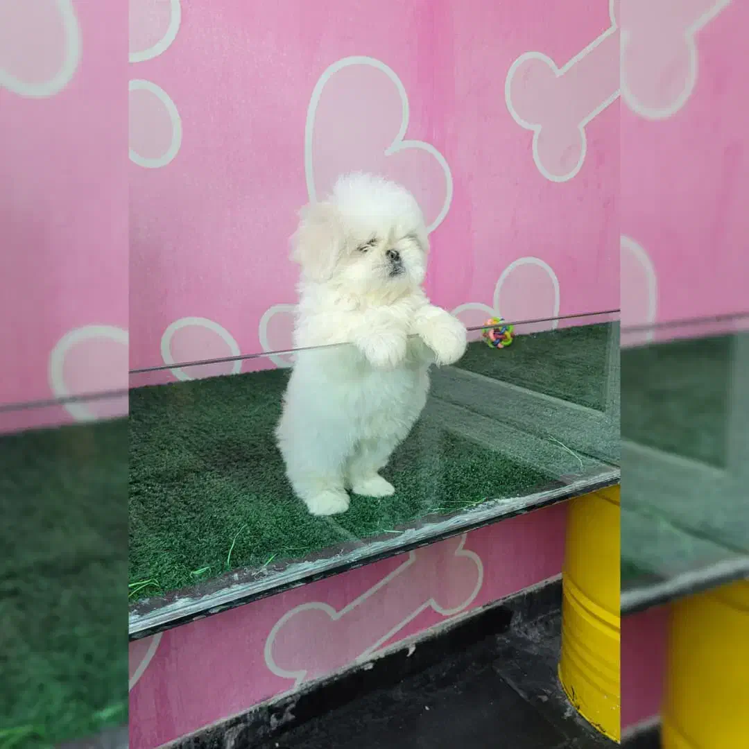 شیتزو سوپرفلت|سگ|بندرعباس, |دیوار