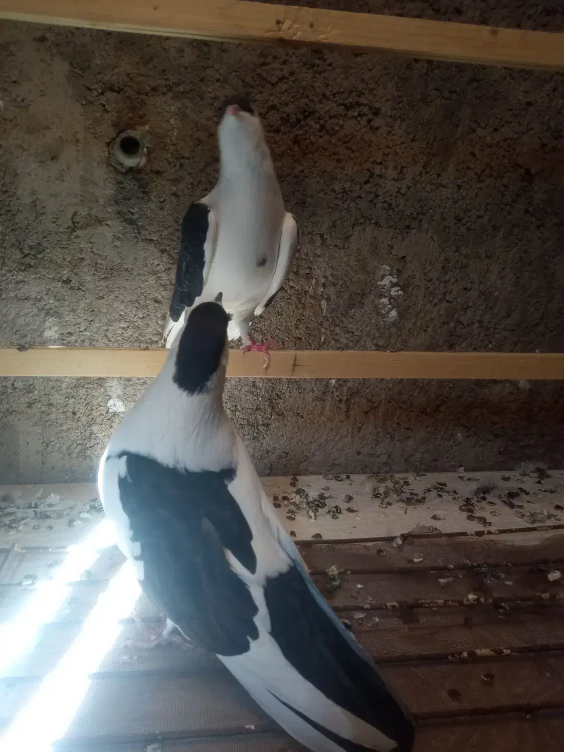 کبوتر نر و ماده طاقی|پرنده|کاشان, دشت چال|دیوار