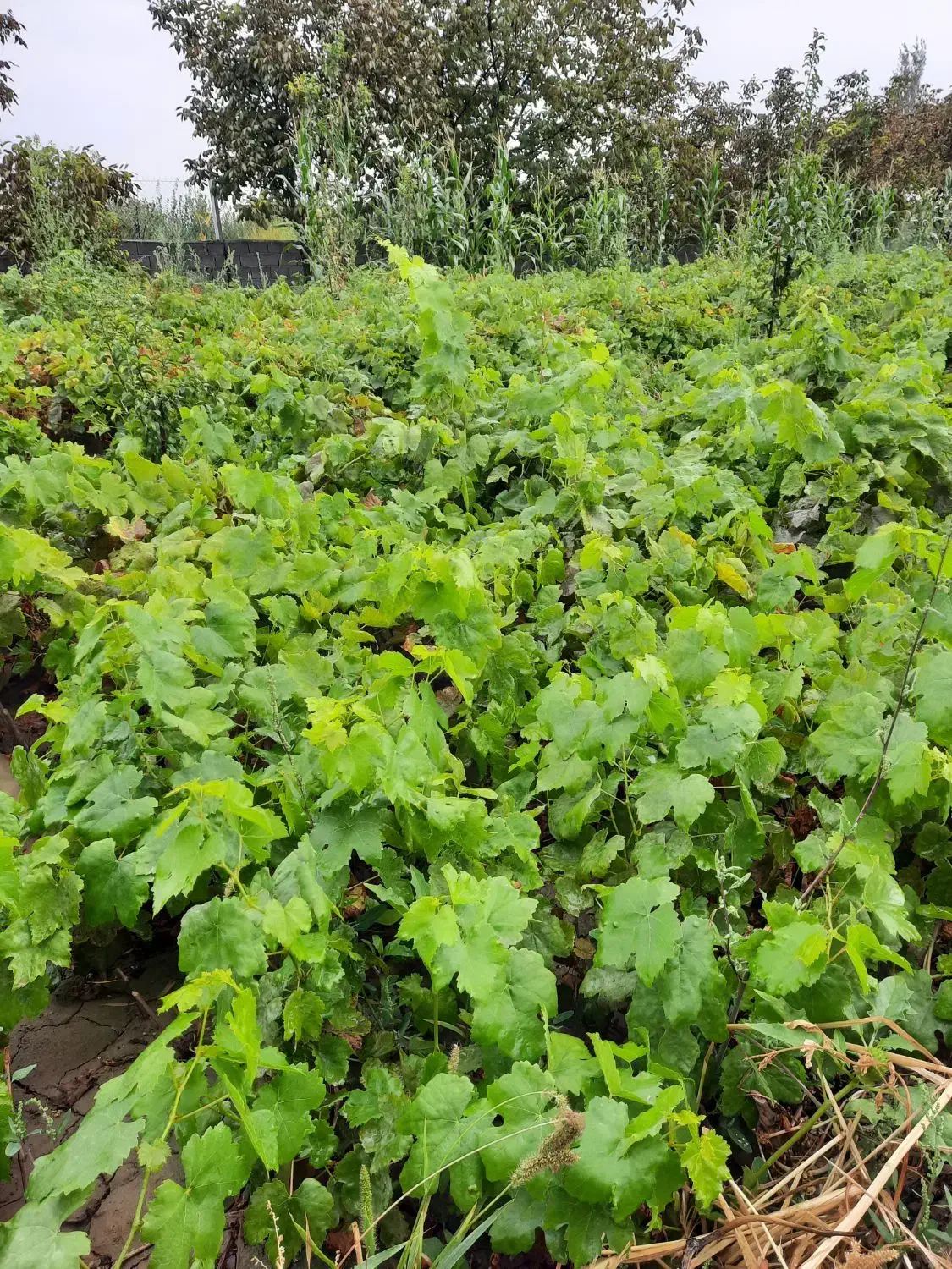 پیش فروش نهال سفید بی دانه|گل و گیاه طبیعی|نوشین شهر, |دیوار