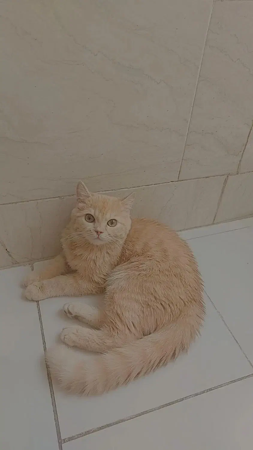 گربه|گربه|یزد, |دیوار